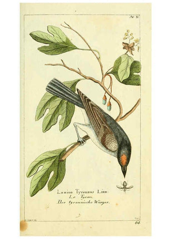 Reproducción/Reproduction 6008532181: Gemeinnüzzige Naturgeschichte des Thierreichs bd 2 plates Berlin ;bei Gottlieb August Lange,1780-1789