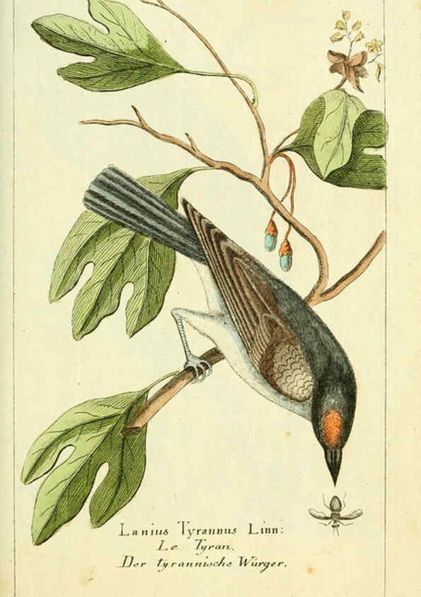 Reproducción/Reproduction 6008532181: Gemeinnüzzige Naturgeschichte des Thierreichs bd 2 plates Berlin ;bei Gottlieb August Lange,1780-1789