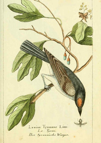Reproducción/Reproduction 6008532181: Gemeinnüzzige Naturgeschichte des Thierreichs bd 2 plates Berlin ;bei Gottlieb August Lange,1780-1789
