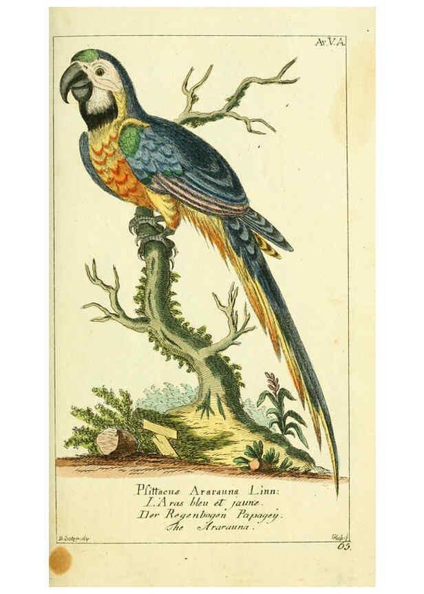 Reproducción/Reproduction 6008532507: Gemeinnüzzige Naturgeschichte des Thierreichs bd 2 plates Berlin ;bei Gottlieb August Lange,1780-1789