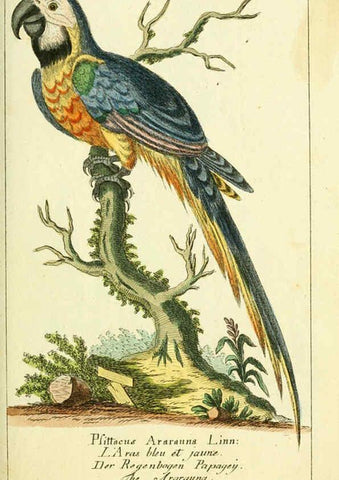 Reproducción/Reproduction 6008532507: Gemeinnüzzige Naturgeschichte des Thierreichs bd 2 plates Berlin ;bei Gottlieb August Lange,1780-1789