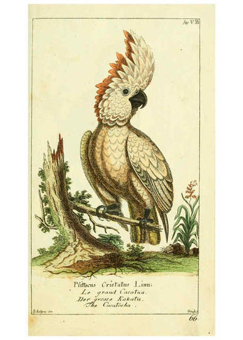 Reproducción/Reproduction 6009080586: Gemeinnüzzige Naturgeschichte des Thierreichs bd 2 plates Berlin ;bei Gottlieb August Lange,1780-1789