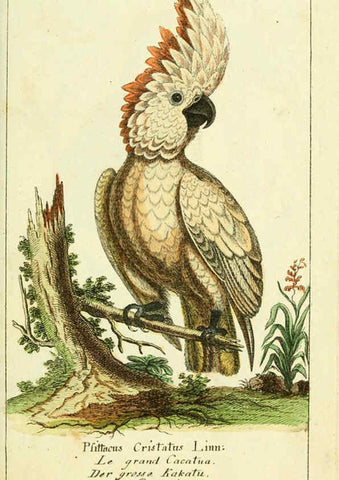 Reproducción/Reproduction 6009080586: Gemeinnüzzige Naturgeschichte des Thierreichs bd 2 plates Berlin ;bei Gottlieb August Lange,1780-1789