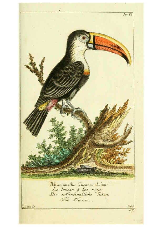Reproducción/Reproduction 6009080930: Gemeinnüzzige Naturgeschichte des Thierreichs bd 2 plates Berlin ;bei Gottlieb August Lange,1780-1789