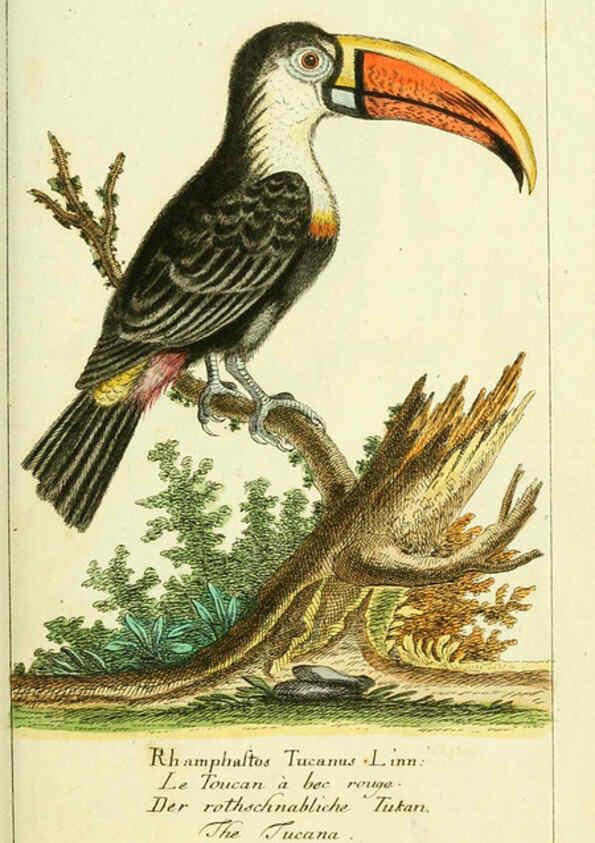 Reproducción/Reproduction 6009080930: Gemeinnüzzige Naturgeschichte des Thierreichs bd 2 plates Berlin ;bei Gottlieb August Lange,1780-1789