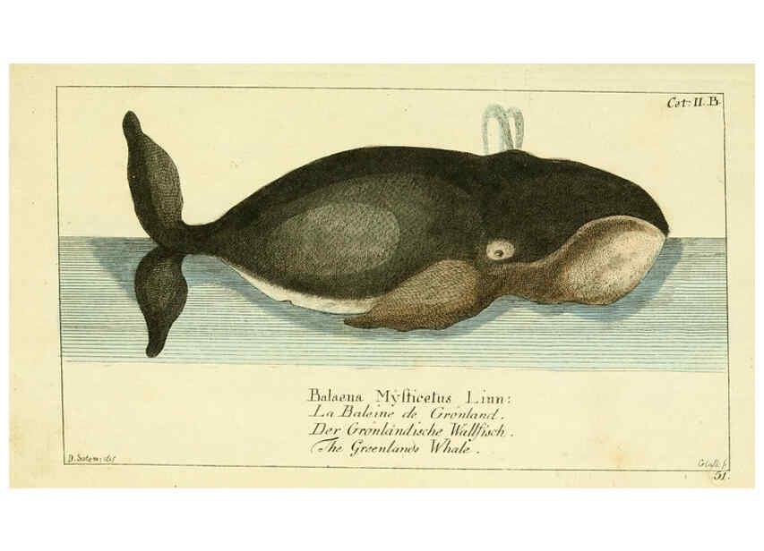 Reproducción/Reproduction 6009076570: Gemeinnüzzige Naturgeschichte des Thierreichs bd 2 plates Berlin ;bei Gottlieb August Lange,1780-1789