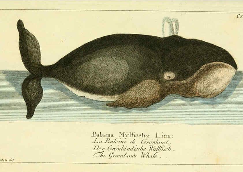 Reproducción/Reproduction 6009076570: Gemeinnüzzige Naturgeschichte des Thierreichs bd 2 plates Berlin ;bei Gottlieb August Lange,1780-1789