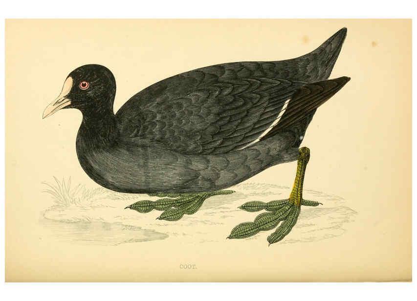 Reproducción/Reproduction 6009026002: A history of British birds. v.6 London,Groombridge and Sons,[1862?-1867?] 