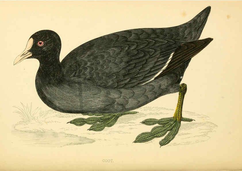 Reproducción/Reproduction 6009026002: A history of British birds. v.6 London,Groombridge and Sons,[1862?-1867?] 