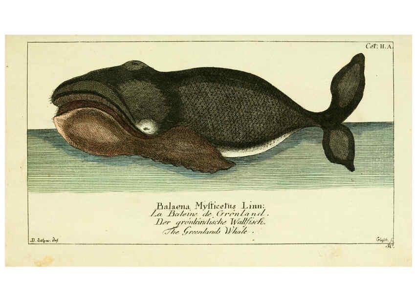 Reproducción/Reproduction 6008528637: Gemeinnüzzige Naturgeschichte des Thierreichs bd 2 plates Berlin ;bei Gottlieb August Lange,1780-1789