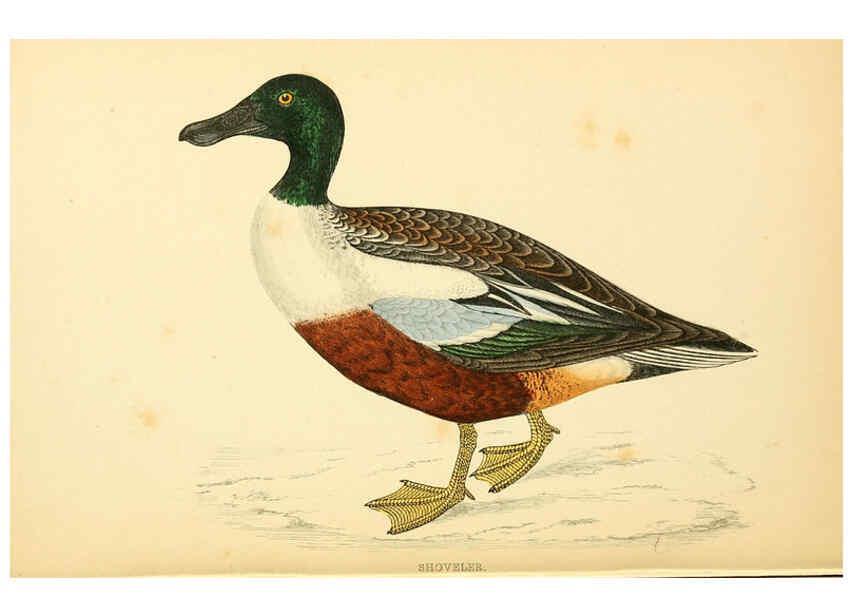 Reproducción/Reproduction 6009031850: A history of British birds. v.6 London,Groombridge and Sons,[1862?-1867?] 