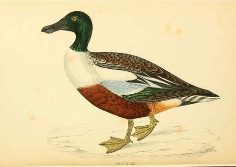 Reproducción/Reproduction 6009031850: A history of British birds. v.6 London,Groombridge and Sons,[1862?-1867?] 
