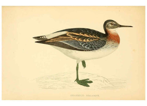Reproducción/Reproduction 6008479087: A history of British birds. v.6 London,Groombridge and Sons,[1862?-1867?] 