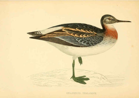Reproducción/Reproduction 6008479087: A history of British birds. v.6 London,Groombridge and Sons,[1862?-1867?] 