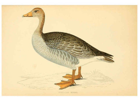 Reproducción/Reproduction 6008479437: A history of British birds. v.6 London,Groombridge and Sons,[1862?-1867?] 