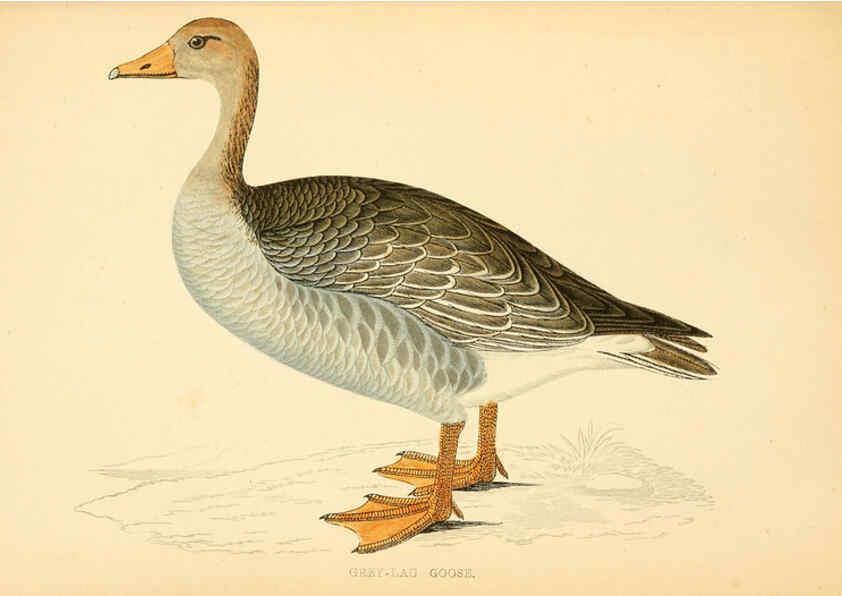 Reproducción/Reproduction 6008479437: A history of British birds. v.6 London,Groombridge and Sons,[1862?-1867?] 