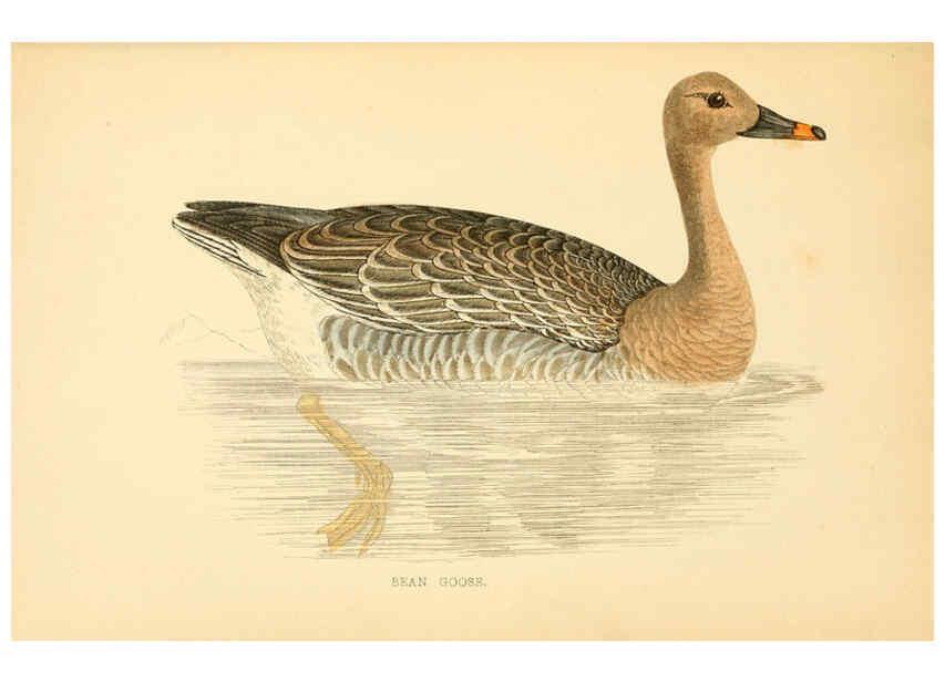 Reproducción/Reproduction 6009027250: A history of British birds. v.6 London,Groombridge and Sons,[1862?-1867?] 