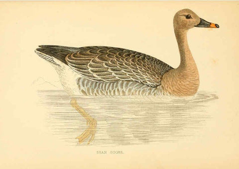Reproducción/Reproduction 6009027250: A history of British birds. v.6 London,Groombridge and Sons,[1862?-1867?] 