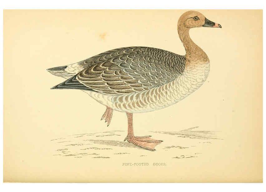 Reproducción/Reproduction 6009027630: A history of British birds. v.6 London,Groombridge and Sons,[1862?-1867?] 