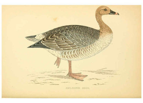 Reproducción/Reproduction 6009027630: A history of British birds. v.6 London,Groombridge and Sons,[1862?-1867?] 