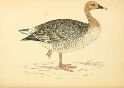 Reproducción/Reproduction 6009027630: A history of British birds. v.6 London,Groombridge and Sons,[1862?-1867?] 