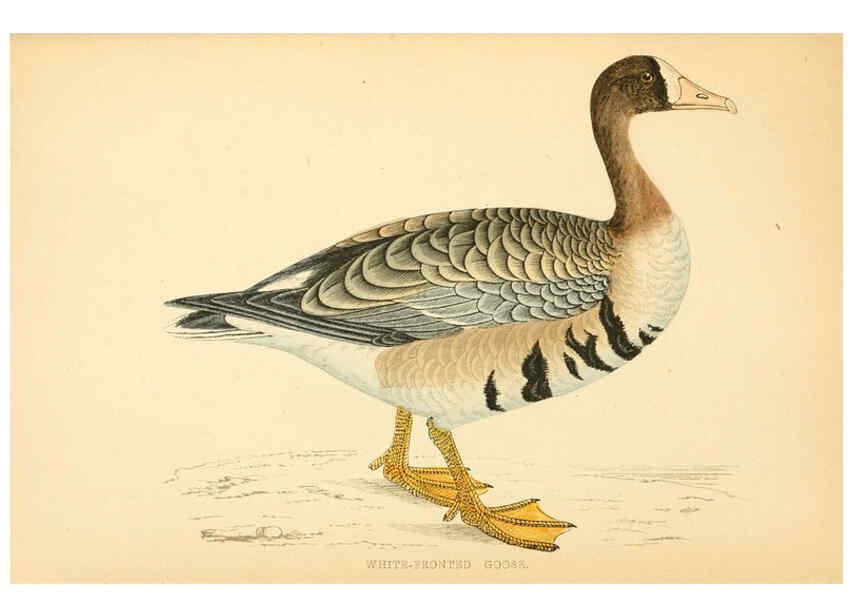 Reproducción/Reproduction 6009027904: A history of British birds. v.6 London,Groombridge and Sons,[1862?-1867?] 