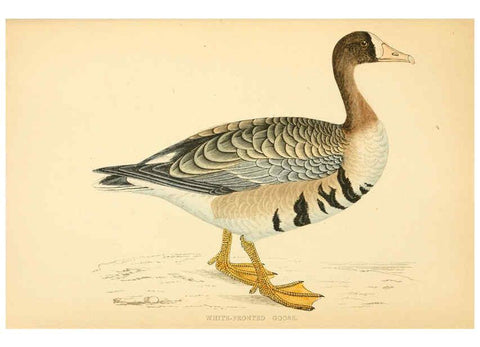Reproducción/Reproduction 6009027904: A history of British birds. v.6 London,Groombridge and Sons,[1862?-1867?] 