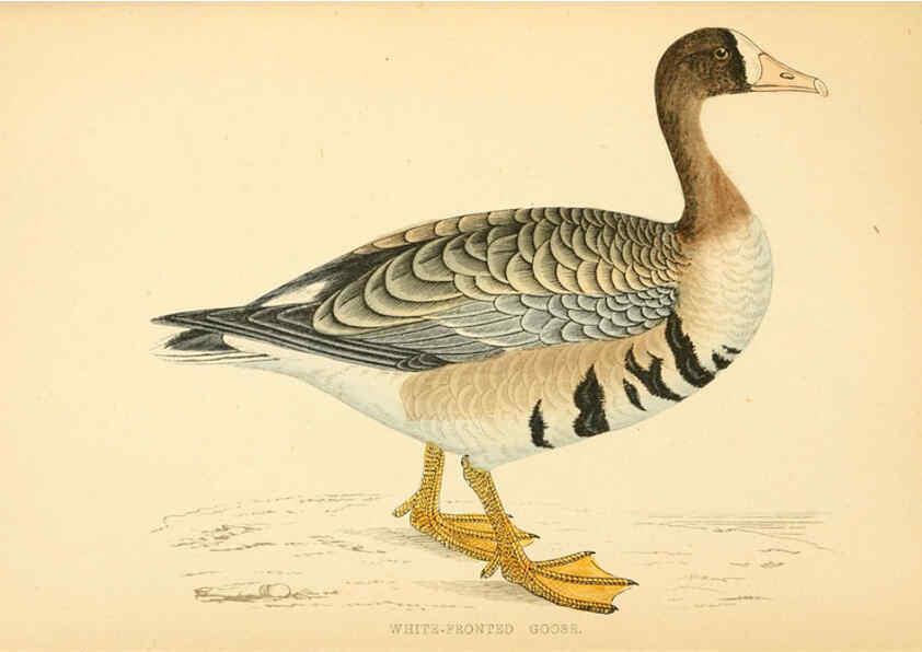Reproducción/Reproduction 6009027904: A history of British birds. v.6 London,Groombridge and Sons,[1862?-1867?] 