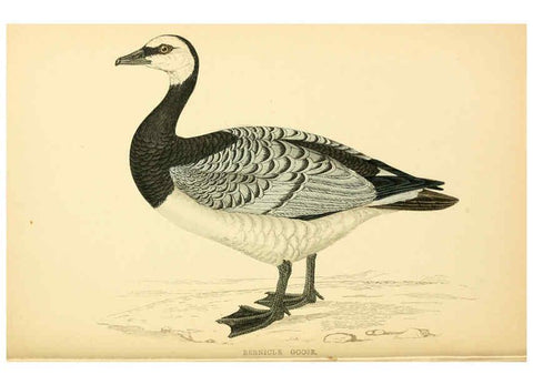 Reproducción/Reproduction 6008480723: A history of British birds. v.6 London,Groombridge and Sons,[1862?-1867?] 