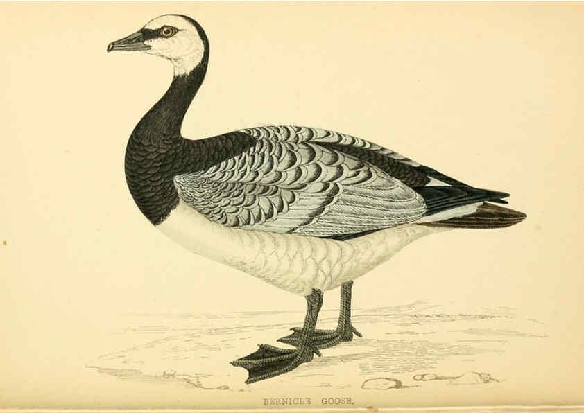 Reproducción/Reproduction 6008480723: A history of British birds. v.6 London,Groombridge and Sons,[1862?-1867?] 