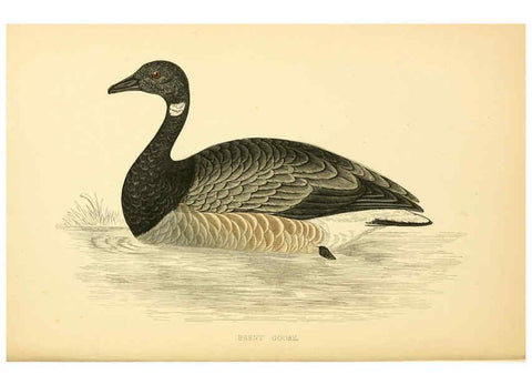 Reproducción/Reproduction 6009028596: A history of British birds. v.6 London,Groombridge and Sons,[1862?-1867?] 