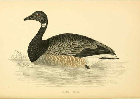 Reproducción/Reproduction 6009028596: A history of British birds. v.6 London,Groombridge and Sons,[1862?-1867?] 