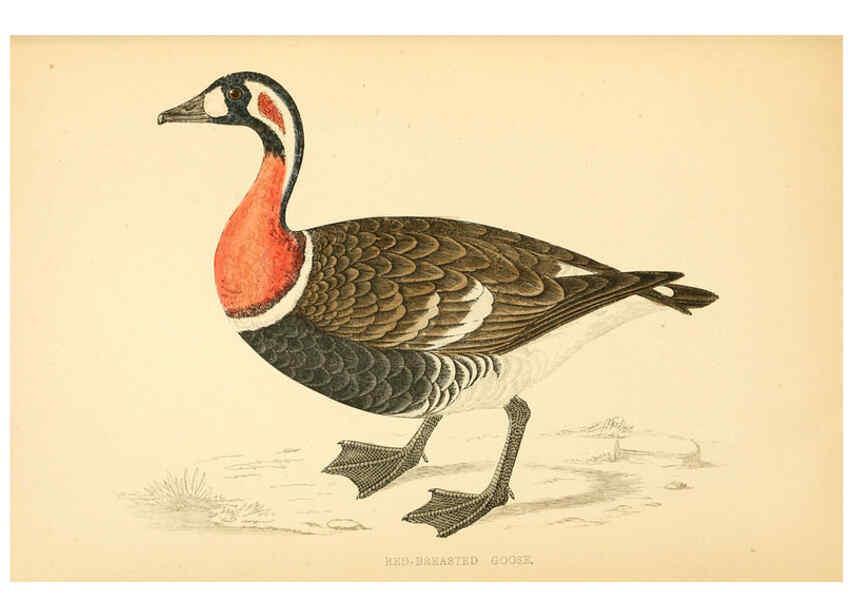 Reproducción/Reproduction 6009028852: A history of British birds. v.6 London,Groombridge and Sons,[1862?-1867?] 