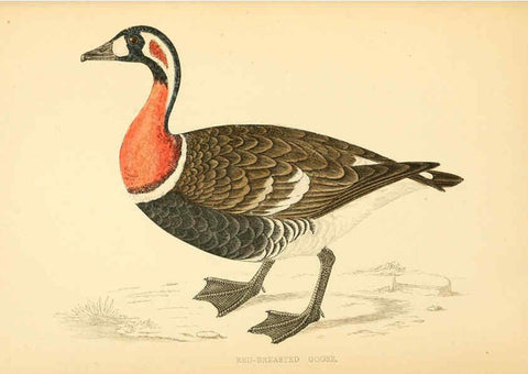 Reproducción/Reproduction 6009028852: A history of British birds. v.6 London,Groombridge and Sons,[1862?-1867?] 
