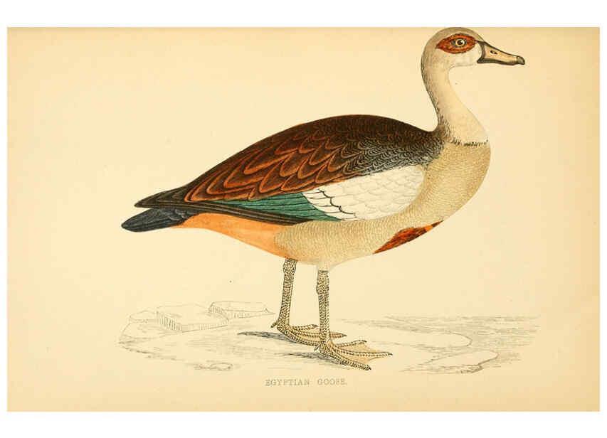 Reproducción/Reproduction 6009029118: A history of British birds. v.6 London,Groombridge and Sons,[1862?-1867?] 