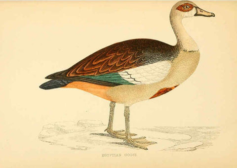Reproducción/Reproduction 6009029118: A history of British birds. v.6 London,Groombridge and Sons,[1862?-1867?] 