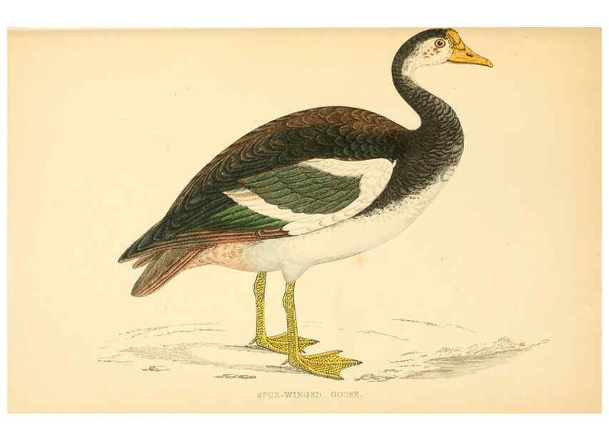 Reproducción/Reproduction 6009029480: A history of British birds. v.6 London,Groombridge and Sons,[1862?-1867?] 