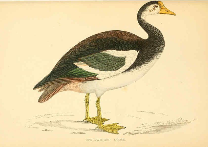 Reproducción/Reproduction 6009029480: A history of British birds. v.6 London,Groombridge and Sons,[1862?-1867?] 