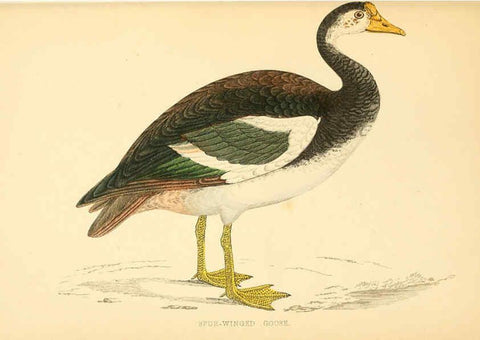 Reproducción/Reproduction 6009029480: A history of British birds. v.6 London,Groombridge and Sons,[1862?-1867?] 