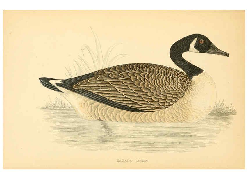 Reproducción/Reproduction 6008482353: A history of British birds. v.6 London,Groombridge and Sons,[1862?-1867?] 