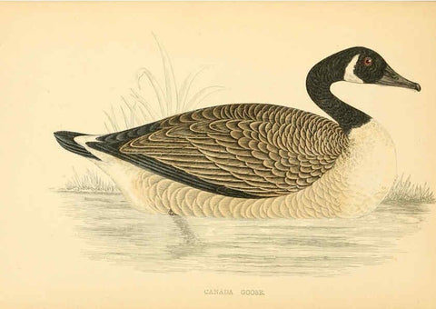 Reproducción/Reproduction 6008482353: A history of British birds. v.6 London,Groombridge and Sons,[1862?-1867?] 