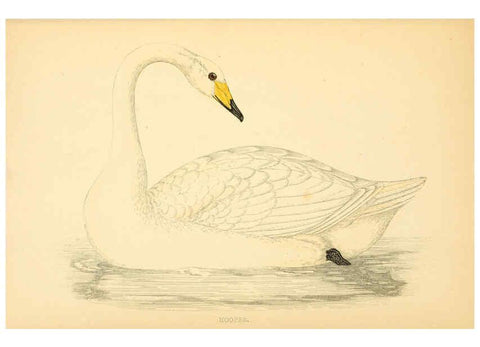 Reproducción/Reproduction 6009030066: A history of British birds. v.6 London,Groombridge and Sons,[1862?-1867?] 