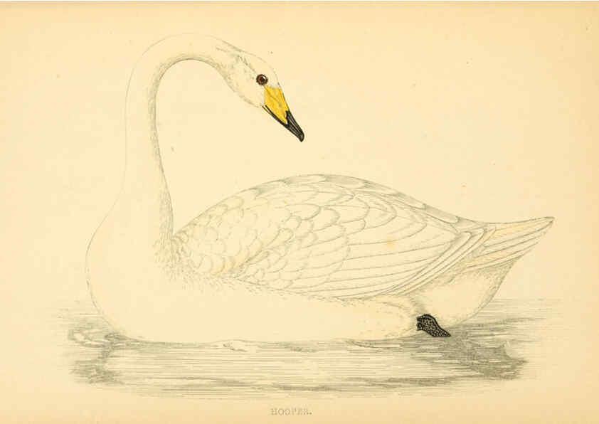 Reproducción/Reproduction 6009030066: A history of British birds. v.6 London,Groombridge and Sons,[1862?-1867?] 