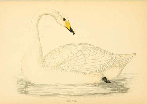 Reproducción/Reproduction 6009030066: A history of British birds. v.6 London,Groombridge and Sons,[1862?-1867?] 