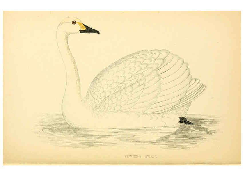 Reproducción/Reproduction 6009030306: A history of British birds. v.6 London,Groombridge and Sons,[1862?-1867?] 