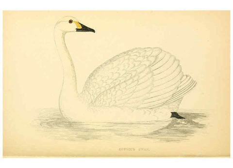 Reproducción/Reproduction 6009030306: A history of British birds. v.6 London,Groombridge and Sons,[1862?-1867?] 