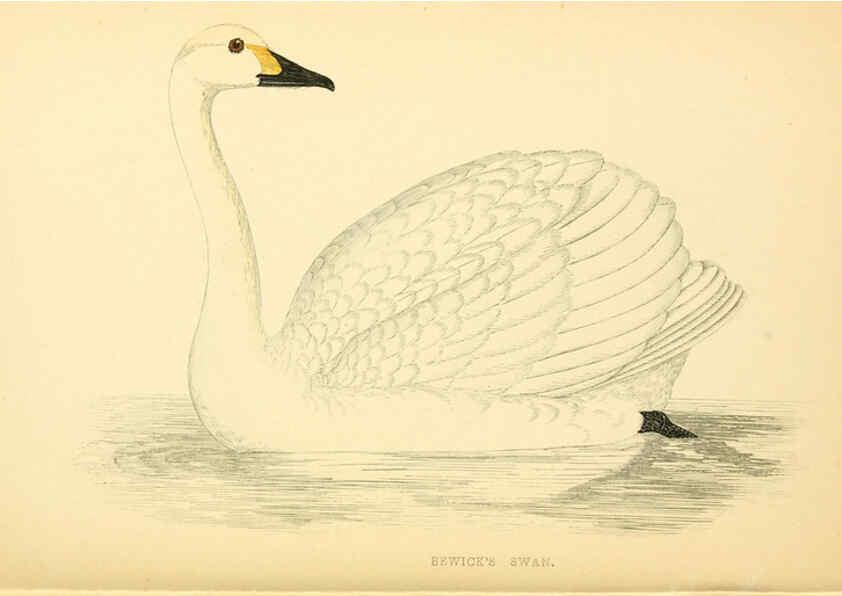 Reproducción/Reproduction 6009030306: A history of British birds. v.6 London,Groombridge and Sons,[1862?-1867?] 