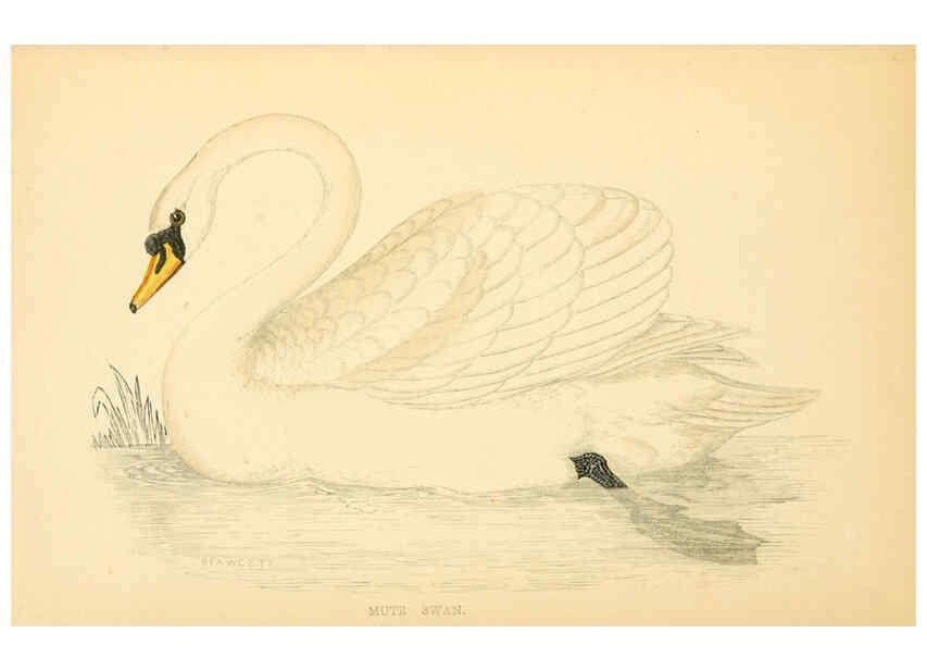 Reproducción/Reproduction 6008482959: A history of British birds. v.6 London,Groombridge and Sons,[1862?-1867?] 