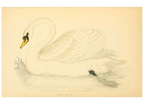 Reproducción/Reproduction 6008482959: A history of British birds. v.6 London,Groombridge and Sons,[1862?-1867?] 