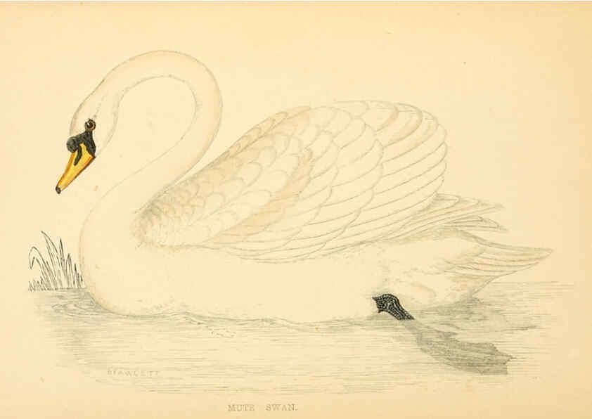 Reproducción/Reproduction 6008482959: A history of British birds. v.6 London,Groombridge and Sons,[1862?-1867?] 